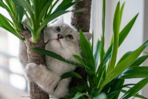 A Kitten’s Guide to Climbing Everything