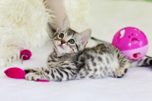 A Kitten’s Journey Through the Garden