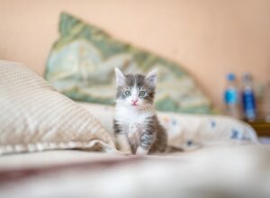 A Kitten’s Tale