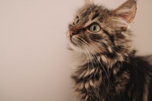 Adventures of Clover the Kitten