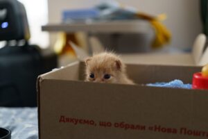 Furry Friends Kittens and Their Human