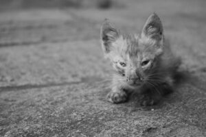 How the Kitten Found Its Family
