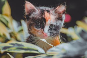Kitten in the City