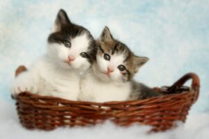 Kitten’s Midnight Mischief