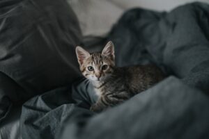 Midnight the Mischievous Kitten