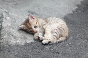 Paws and Purrs