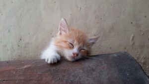 Purrfectly Kitten Tales of Furry Mischief