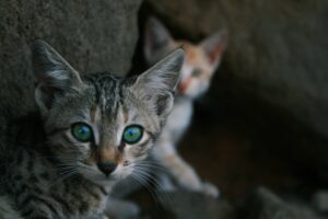 The Brave Little Kitten