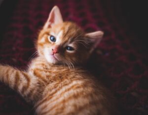 The Kitten Who Came From the Stars