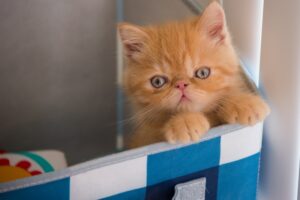 The Kitten Who Found the Sunbeam