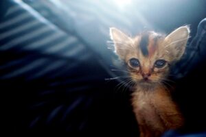 The Kitten Who Learned to Roar