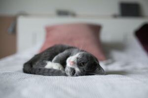 The Kitten Who Loved Rainbows