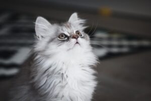 The Kitten Who Was Afraid of the Dark