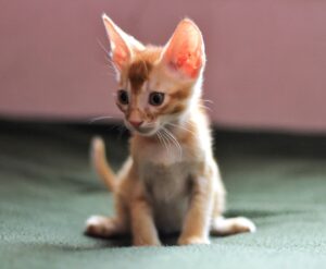 The Kittens Who Saved the Day