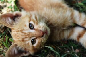 The Little Kitten’s Christmas