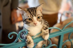 The Secret Life of Kittens