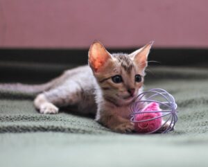 The Tale of the Lost Kitten