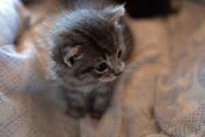 Whiskers' Wild Adventures